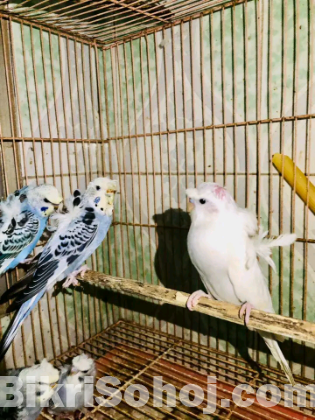 Japanese budgeriga